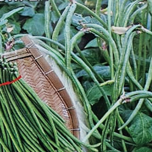 Cowpea Lobia Ankita seed variety