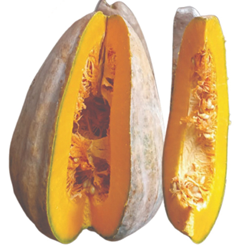 F1 Hybrid Pumpkin Bahubaali spindle drum shape seed variety