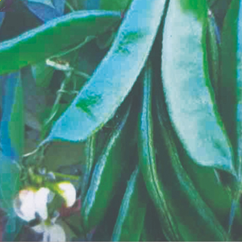 FLAT BEAN SEEM MADHUMATI