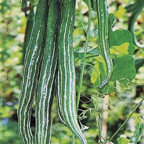 F1 HYBRID SNAKE GOURD SAI