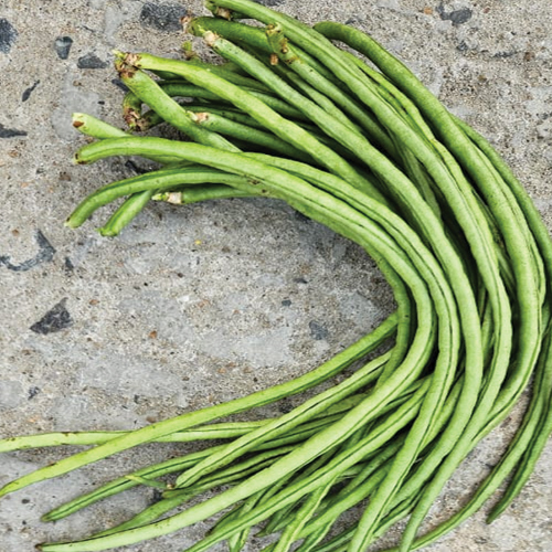 Cowpea Lobia Barbatti Sonamani seed variety